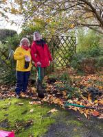 Crocus planting